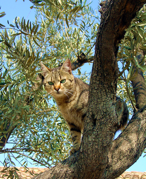 Olive cat