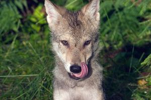 Как кормят волчат