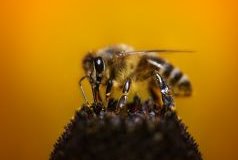 Пчела за работой - взяток нектара